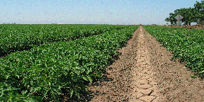 Tomato Field